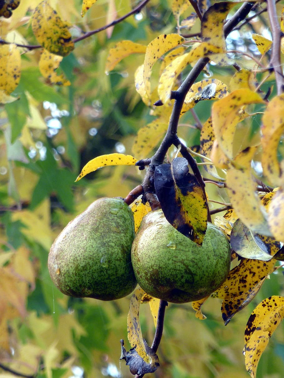Fall, Pears, Power, Fruit Tree, season, collection, food and drink HD wallpaper