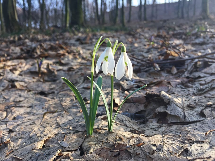 snowdrop, spring, forest, nature, plant, land, growth, flower HD wallpaper