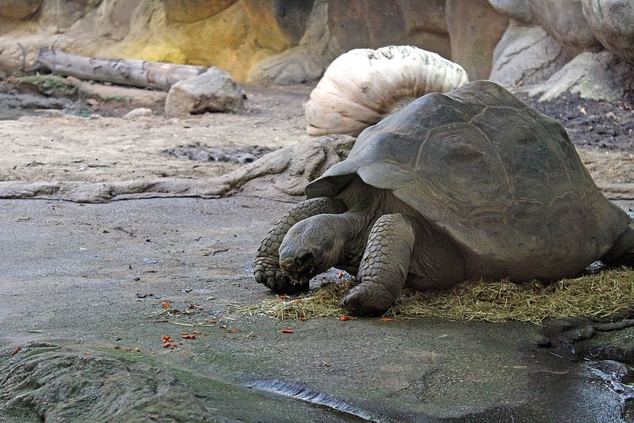 turtle, animal, animals, zoo, reptile, animals in the wild HD wallpaper
