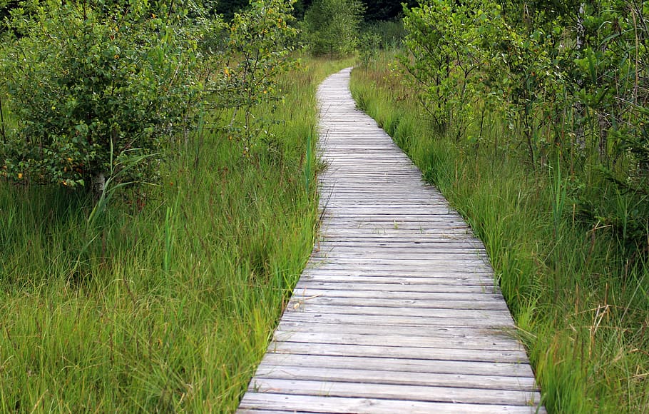 straight wooden path beside green grass, Track, Away, Trail, Planks, HD wallpaper