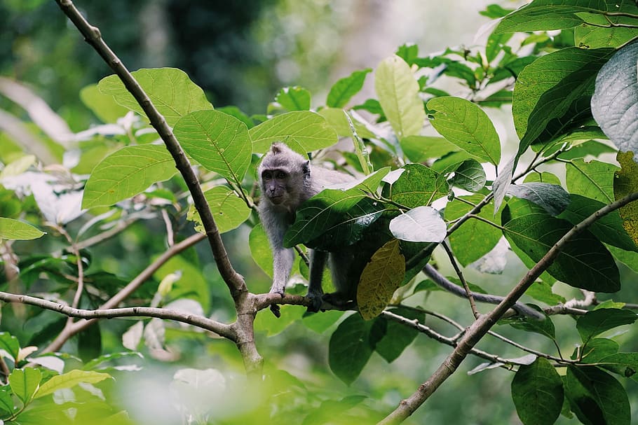 monkey on branch at daytime, monkey on tree branch, jungle, forest HD wallpaper