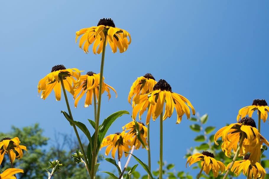 sun hat, flowers, sky, nature, plant, leaves, leaf, blossom HD wallpaper