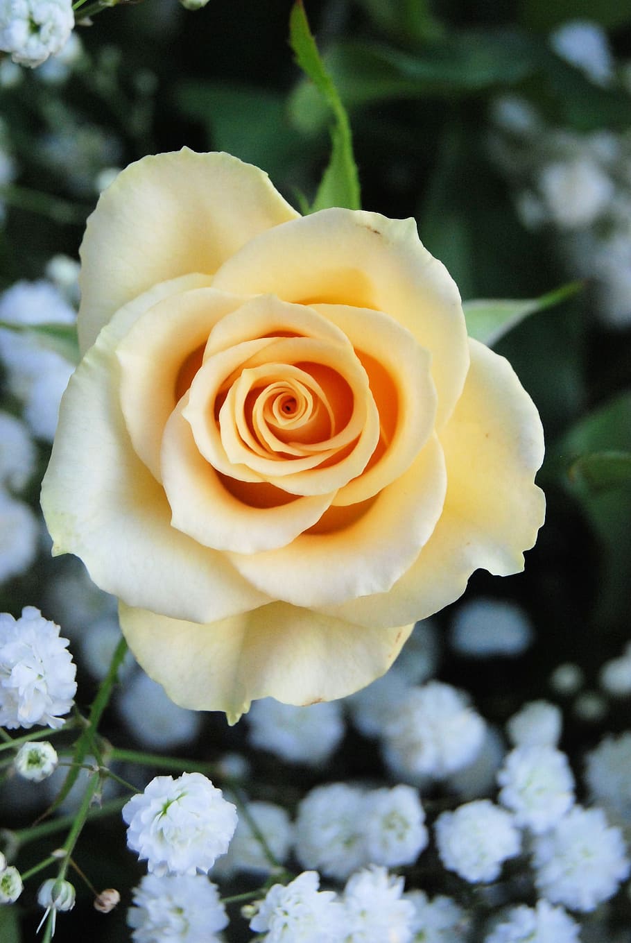 Bloom, Yellow, Romantic, Garden, rose, flower, floral, petals HD wallpaper