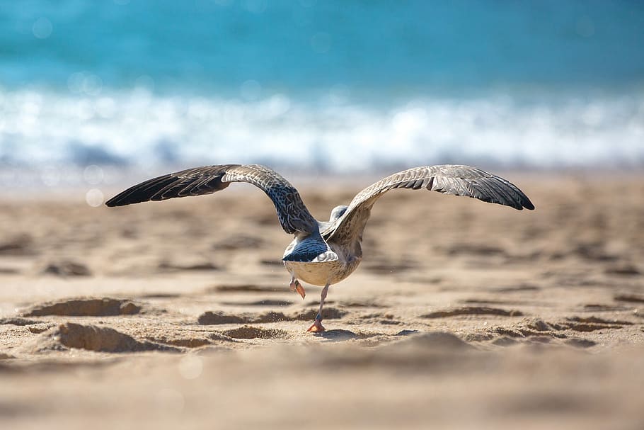 gray and white bird on seashore at daytime, brown bird on brown sand at beach about to fly selective-focus photography HD wallpaper