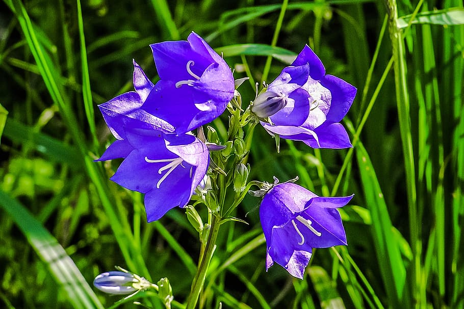 forever, flowers, priroda, plant, flowering plant, beauty in nature HD wallpaper