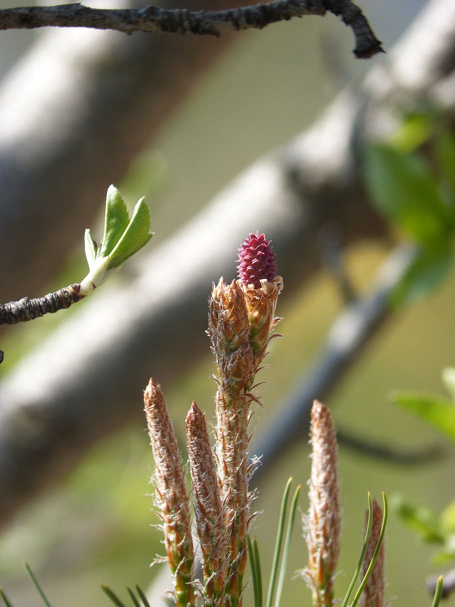 pine, bud, pine fruit, plant, growth, close-up, beauty in nature HD wallpaper