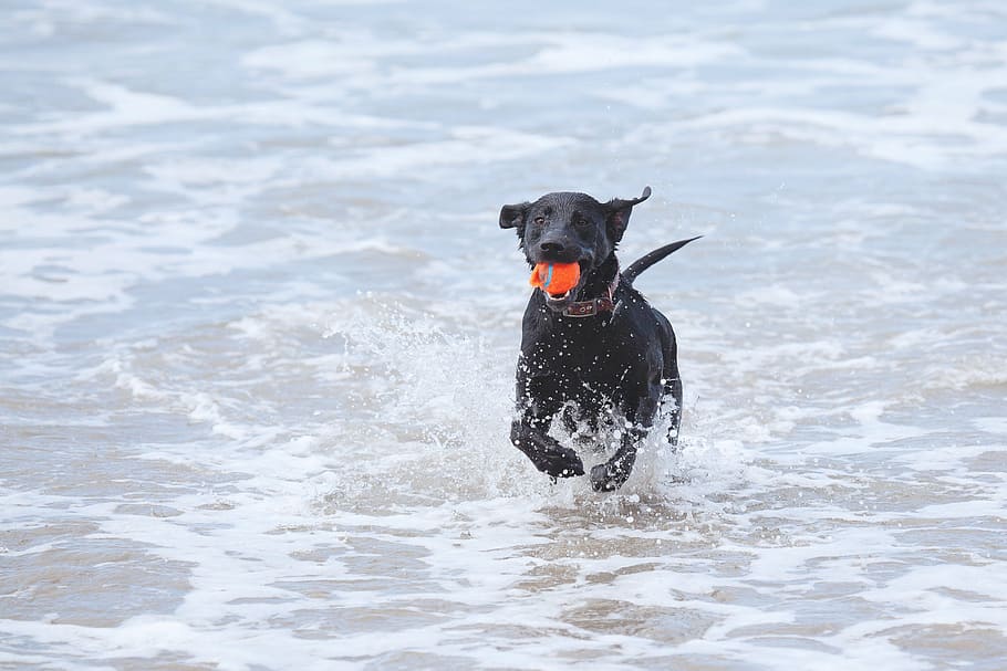 dog, beach, ball, lab, one animal, pets, canine, domestic, animal themes HD wallpaper