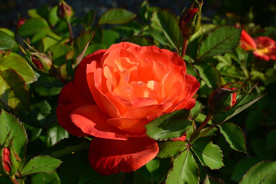 rose, orange, flower, flowering plant, petal, beauty in nature HD wallpaper