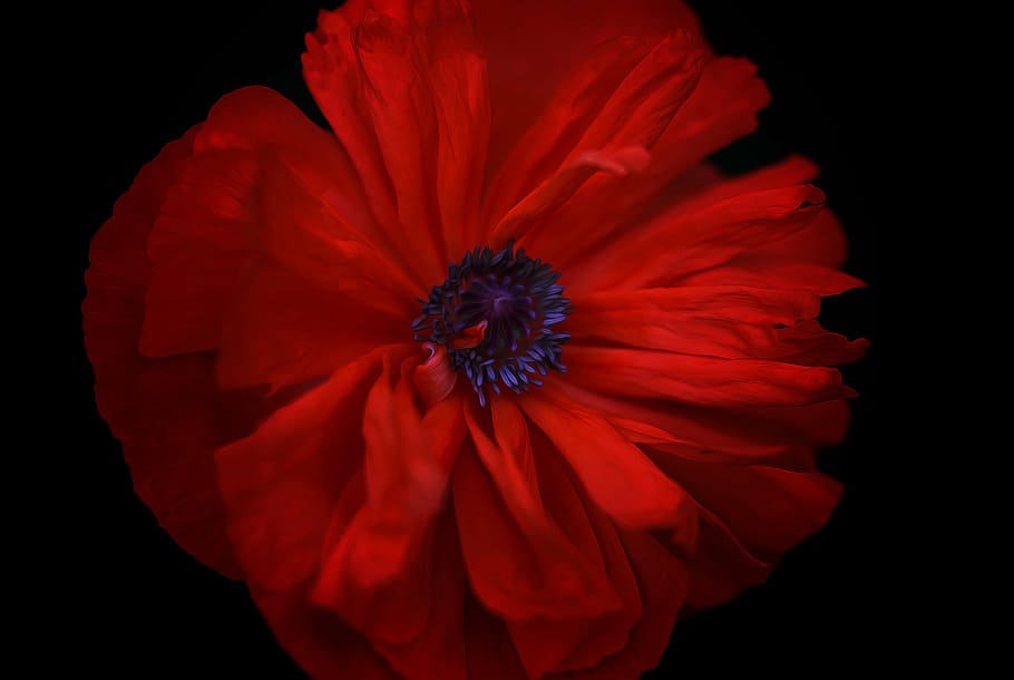 poppy, flower, red, black background, freshness, studio shot HD wallpaper
