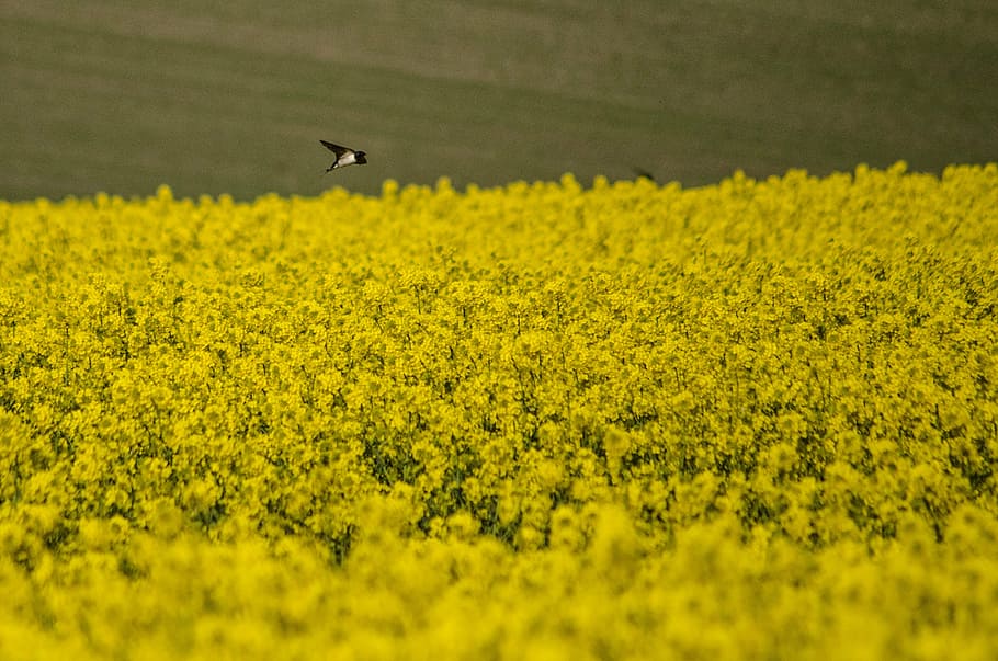 swallow, rapeseed, spring, yellow, field, nature, flower, landscape HD wallpaper
