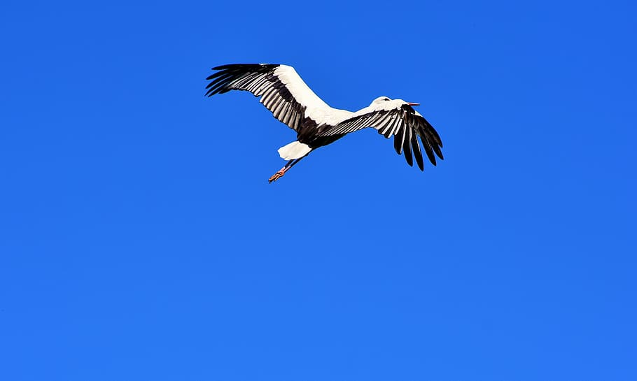 white and black bird on mid top air under blue sky during daytime HD wallpaper