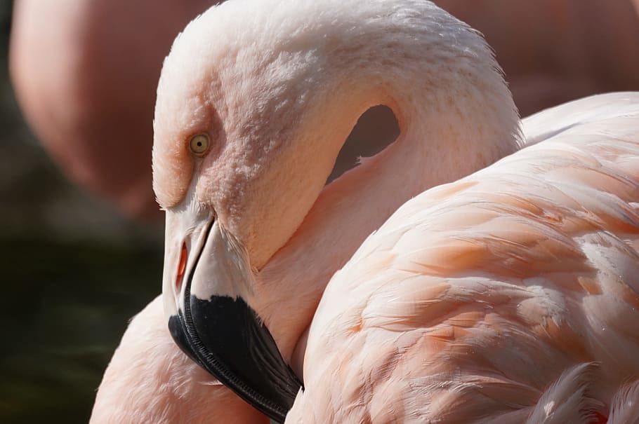 closeup photo of flamingo, bird, animal themes, vertebrate HD wallpaper