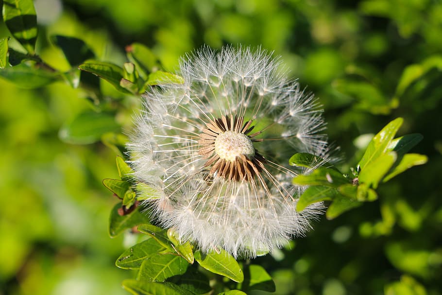 Dandelion, Seeds, Plants, Green, plants green, flower, nature HD wallpaper