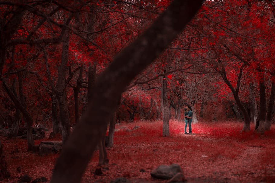 man and woman standing under red leaf trees, love, autumn, nature HD wallpaper