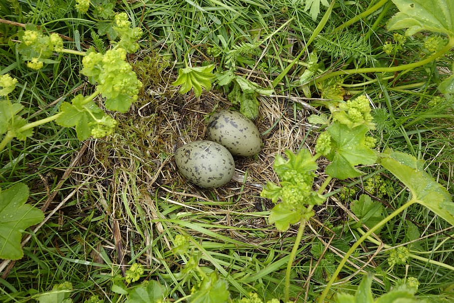 moeveneier, nest, egg, bird eggs, plant, green color, grass HD wallpaper