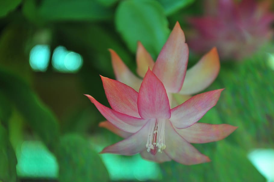 spring, summer, blossom, bloom, flower, colorful, red, orange HD wallpaper