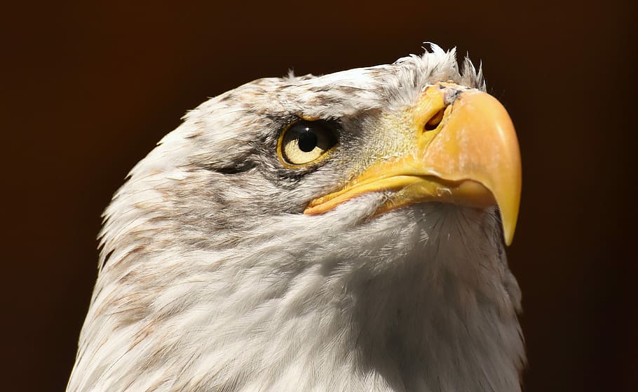 close-up photography of bald eagle, adler, bird, raptor, bird of prey HD wallpaper