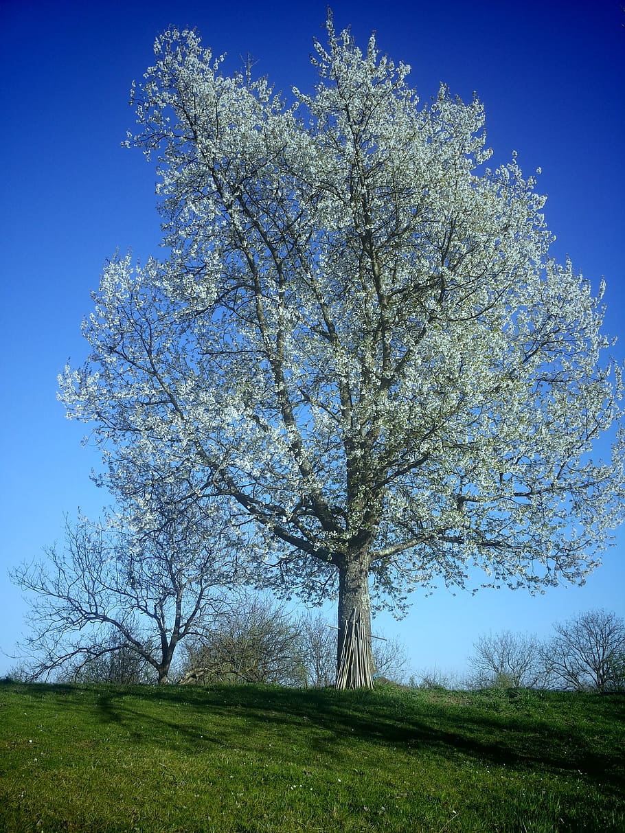 tree, by, cherry, plant, sky, beauty in nature, field, land HD wallpaper