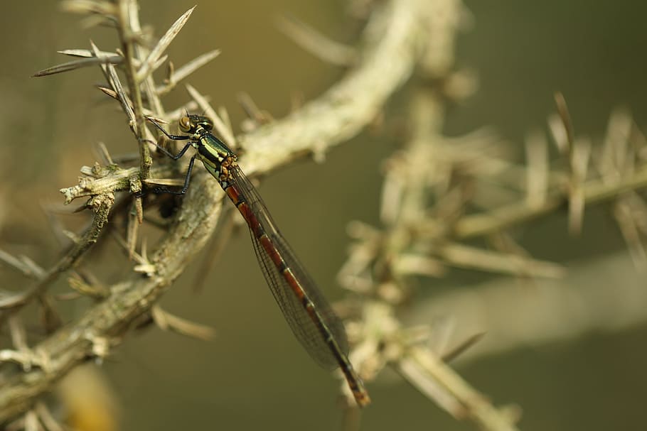 damselfly, branch, dragonfly, insect, nature, wildlife, animal HD wallpaper