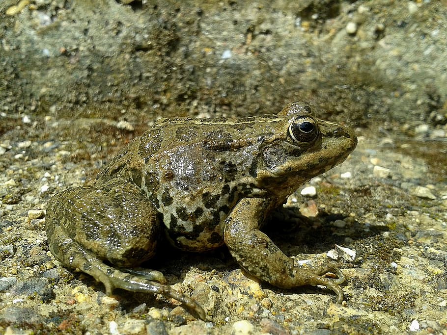 frog, animals, amphibians, animal themes, one animal, animal wildlife HD wallpaper