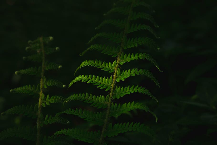 Dark Green Leaves by crusenho  Mobile Abyss