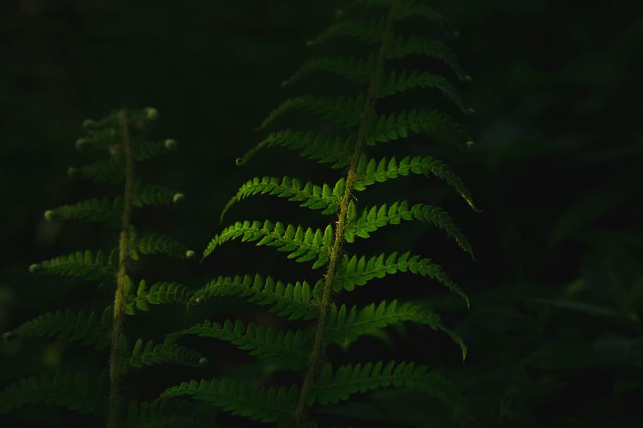 green plants, closeup photo of green leafed plants, black, print, HD wallpaper