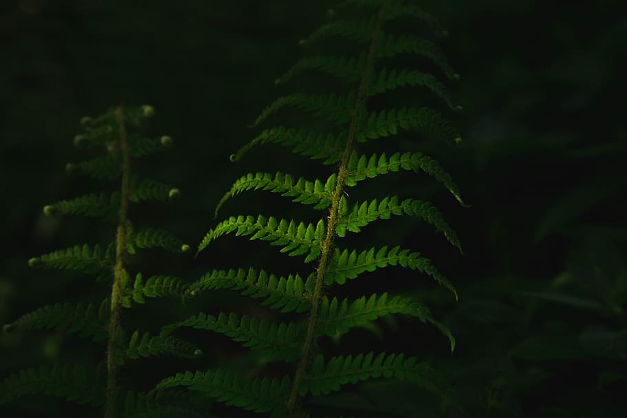 green plants, closeup photo of green leafed plants, black, print HD wallpaper
