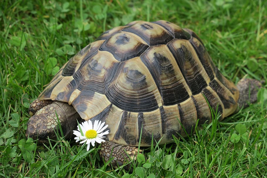 nature, turtle, reptile, animal themes, plant, animal wildlife HD wallpaper