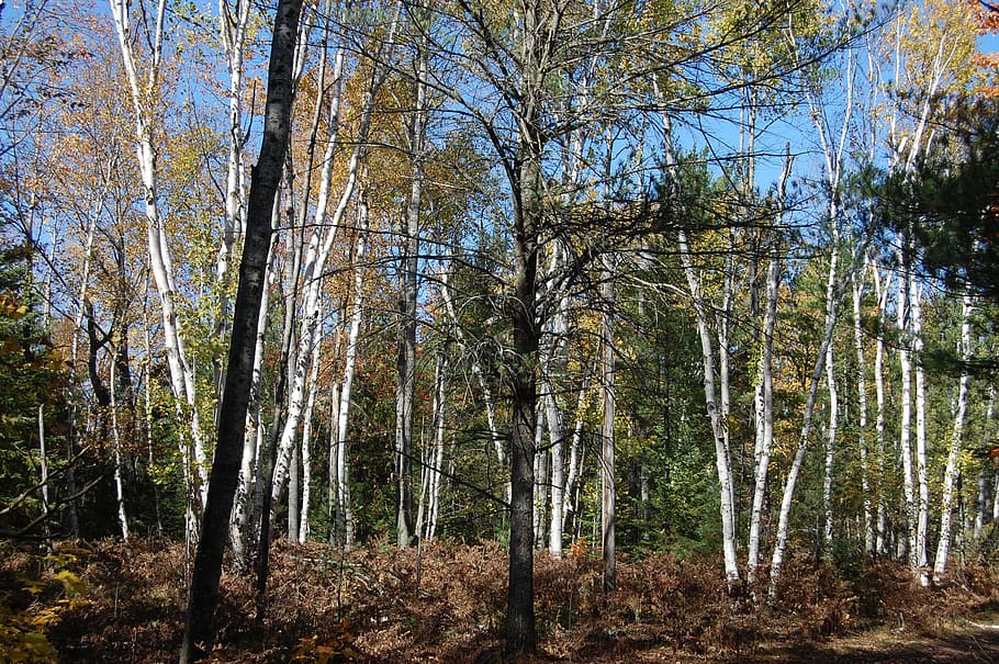 birch, trees, autumn, birch trees, nature, forest, season, landscape HD wallpaper