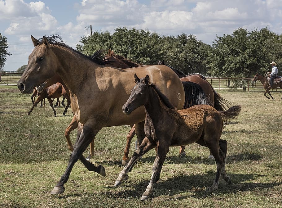 three brown horses, mare, colt, equine, animal, running, ranch HD wallpaper