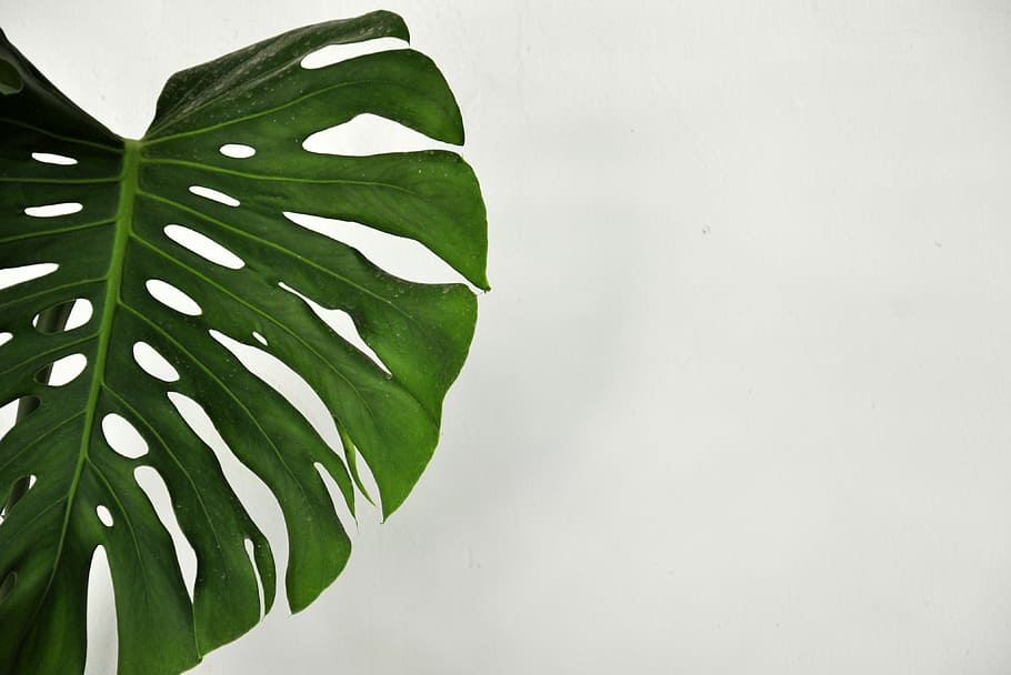 green leave, green leafed plant near white painted wall, wallpaper
