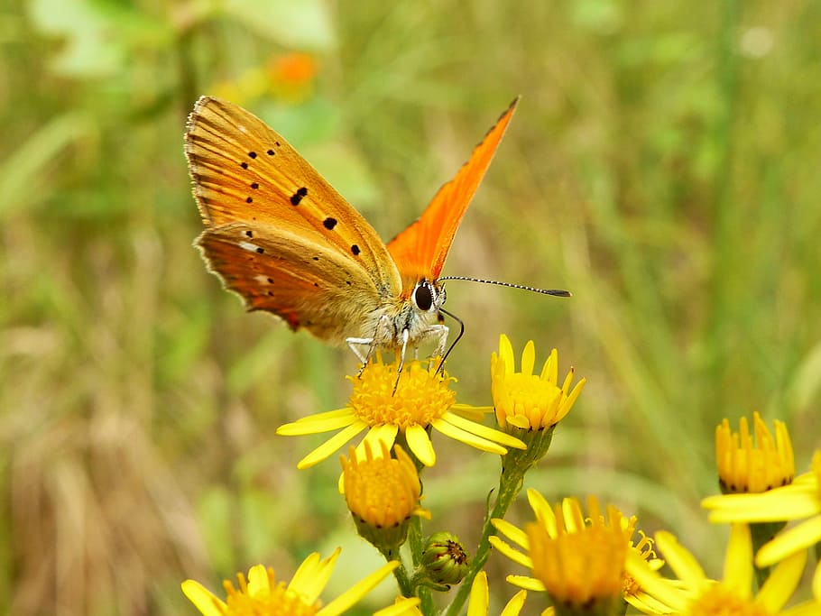 orange butterfly perched on yellow petaled flower, orange Monarch butterfly on yellow flower in bloom HD wallpaper