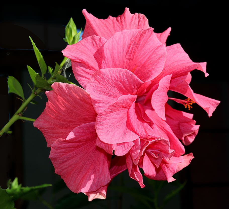 Flower, Hibiscus, Pink, Bloom, pink color, petal, black background HD wallpaper