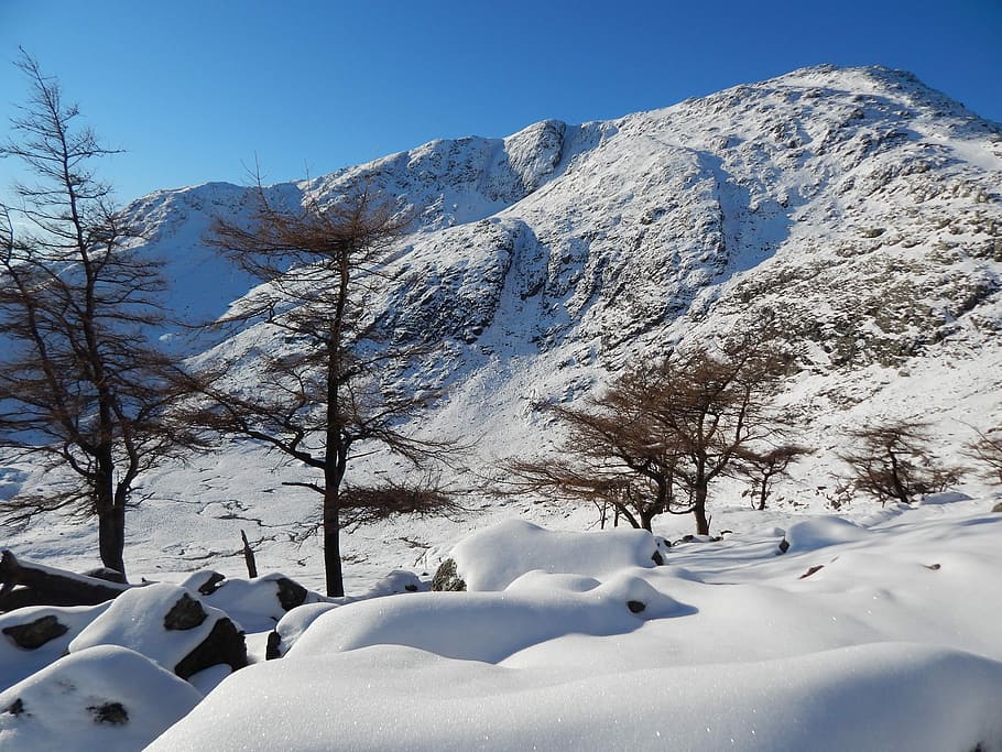 Snow, Mountain, Trees, Landscape, Winter, fir, nature, frost HD wallpaper