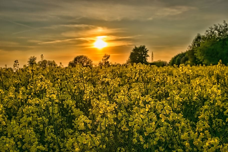 Sunset, Landscape, Oilseed Rape, Sky, evening sky, nature, mood HD wallpaper