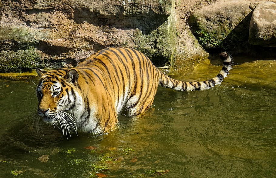 tiger, predator, cat, dangerous, zoo, water, lurking, animal, HD wallpaper