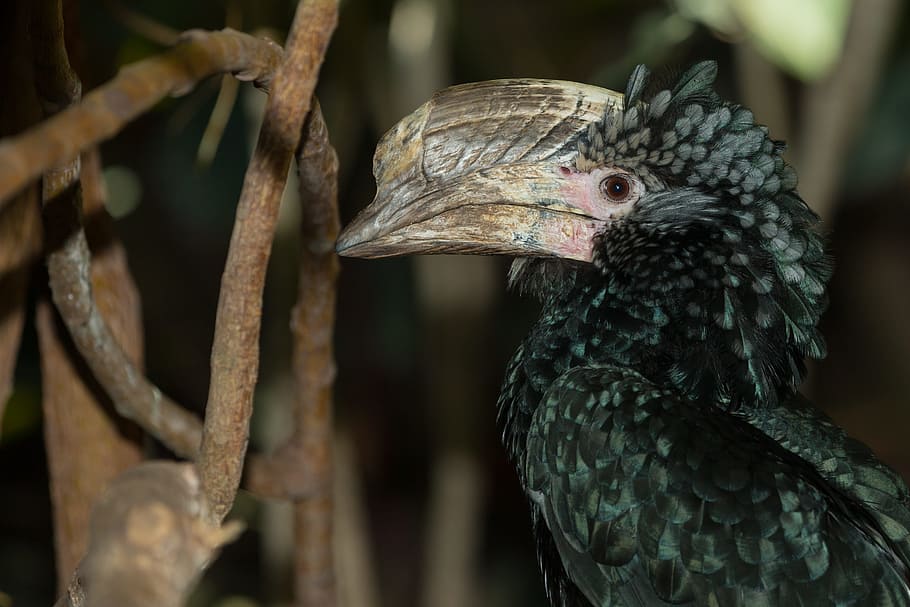 silvery-cheeked hornbill, bird, wildlife, africa, animal, rainforest