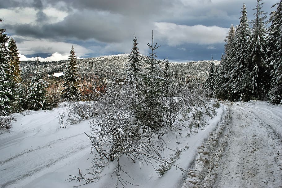 landscape photography of snow-covered forest, winter, way, mountains HD wallpaper