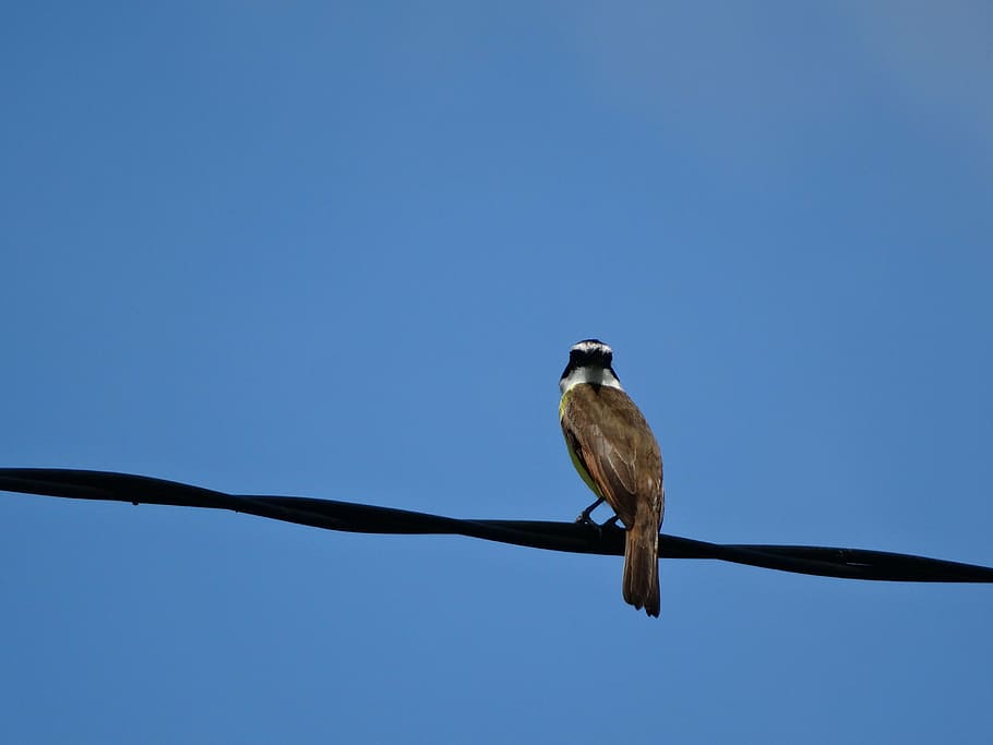 blue sky, bird, tranquility, immensity, animal themes, vertebrate HD wallpaper