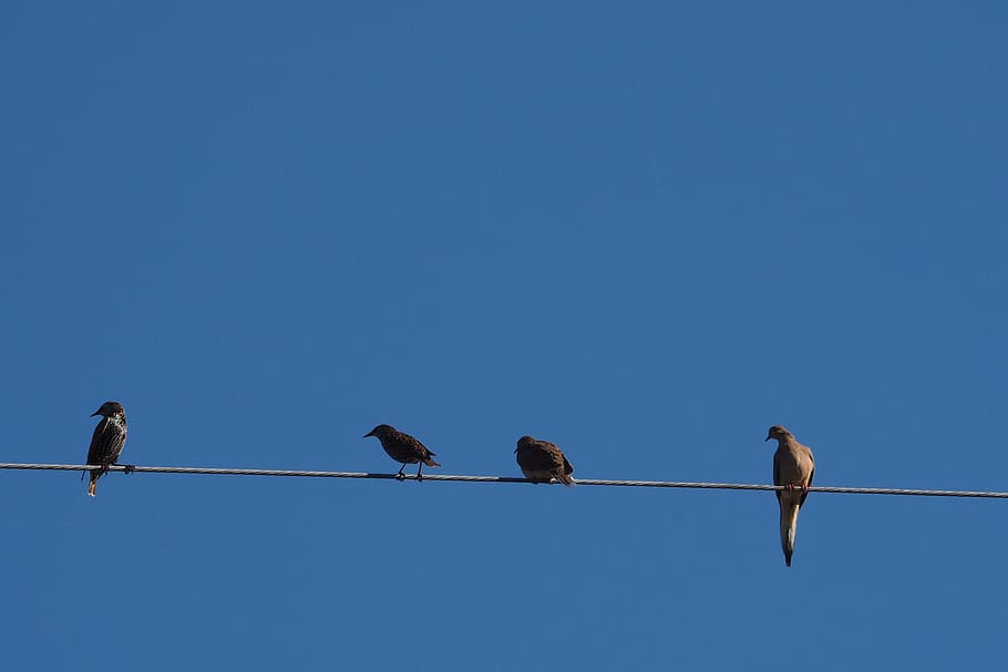 Birds, Blue Sky, Wire, animal, nature, wildlife, outdoors, animals And Pets HD wallpaper