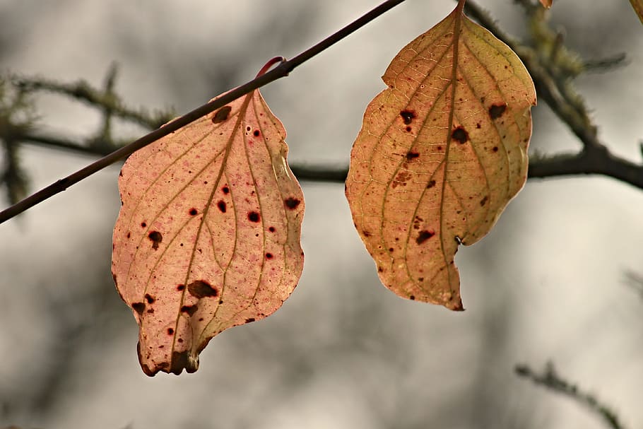 fall foliage, leaves, two, stains, hanging, depend, colored HD wallpaper