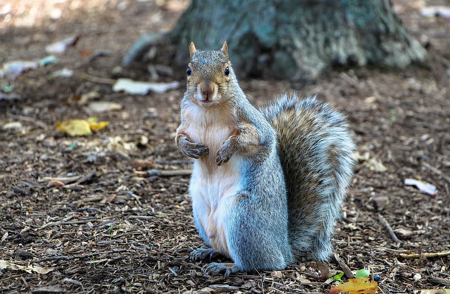 gray squirrel on ground, common squirrel, eating, furry, furry tail HD wallpaper