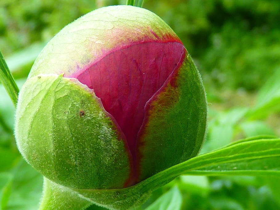 peony, bud, bush, plant, close-up, plant part, leaf, green color HD wallpaper