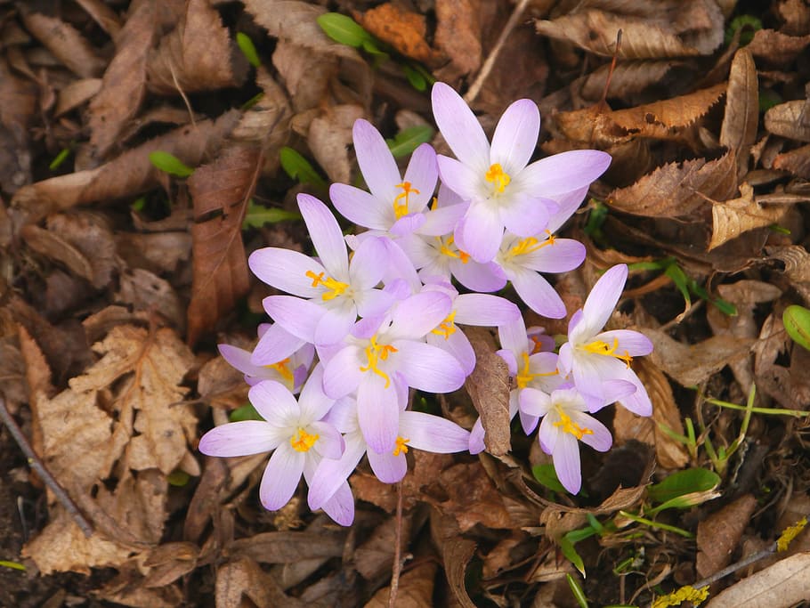 Spring, Crocus, Purple, Blossom, Bloom, nature, spring flower HD wallpaper