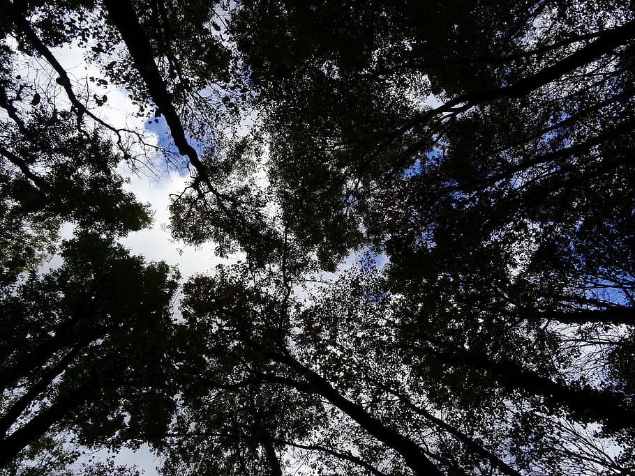 forest, trees, sky, clouds, nature, plant, low angle view, growth HD wallpaper