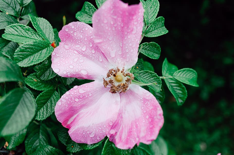 Water drops on flower, nature, plant, close-up, leaf, petal, summer HD wallpaper