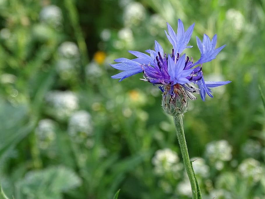 cornflower, wese, blue, blossom, bloom, summer, wild flower HD wallpaper