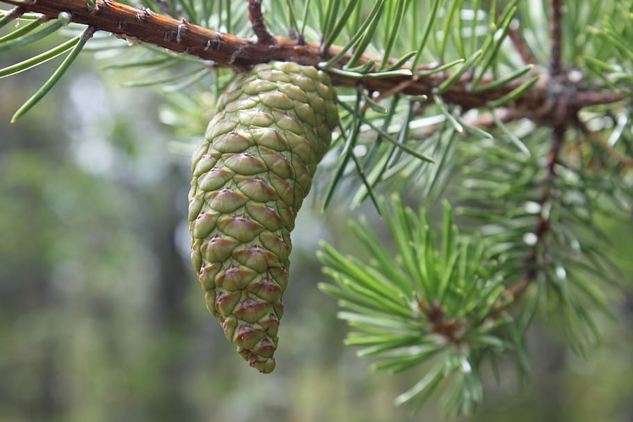Spinet, Tree, Conifer, cocote, day, nature, growth, no people HD wallpaper