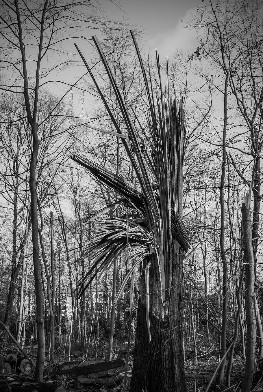 tree damage, forward, overturned, devastation, landscape, favor HD wallpaper