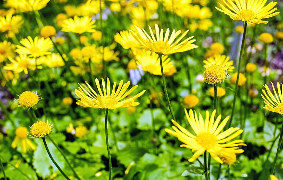 flower, blossom, bloom, yellow, asteraceae doronicum orientale HD wallpaper